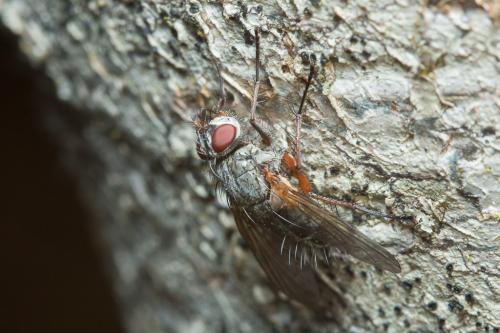 Réf. 225 753 : Macquartia dispar